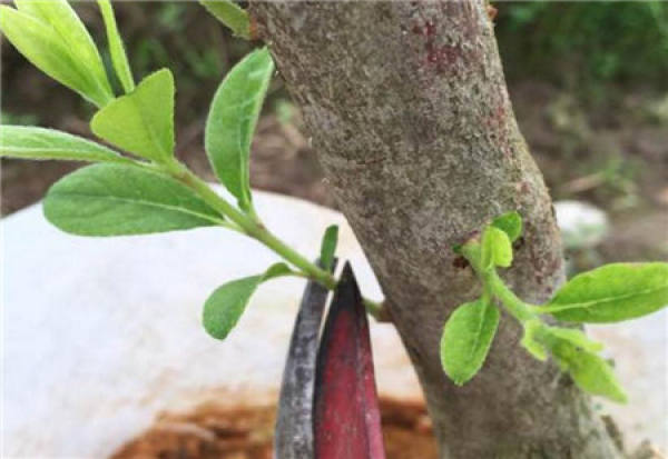 Western cuckoo rootstock