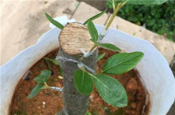 Western cuckoo rootstock