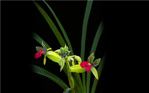 orchids watered to see the light