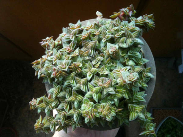 Qian Zhi Ta