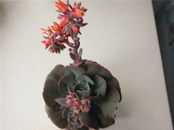 Will Frostmorrow die after blooming?