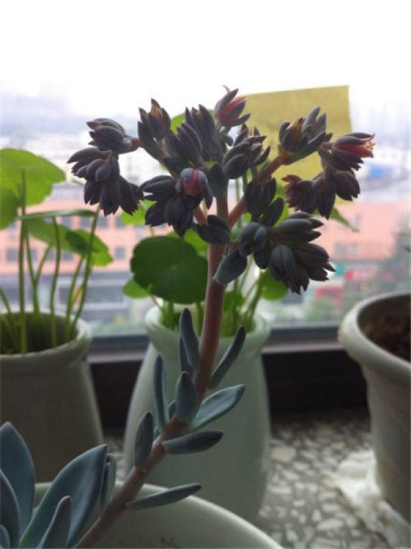 will flowers die after frost Dynasty
