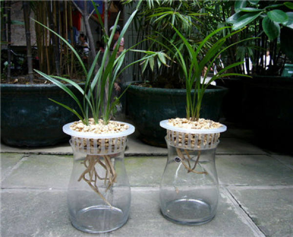 Flowerpot with hydroponic orchid