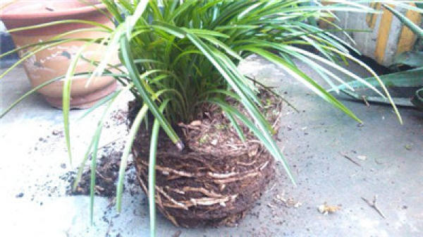 Flowerpot with hydroponic orchid