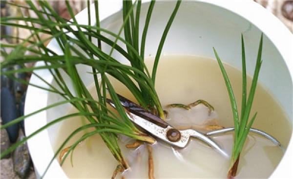 Flowerpot with hydroponic orchid