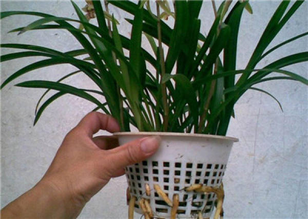 Flowerpot with hydroponic orchid