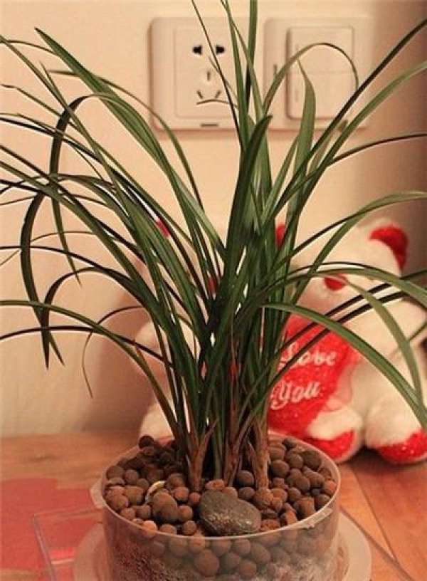 Flowerpot with hydroponic orchid