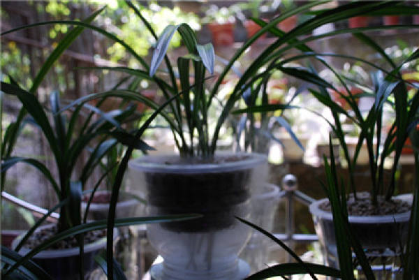 Flowerpot with hydroponic orchid