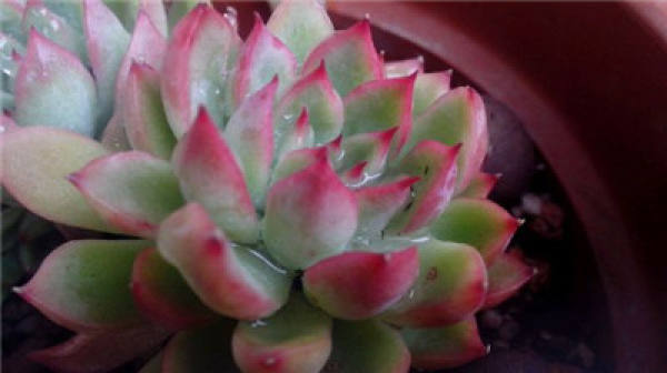 Watering time for chick