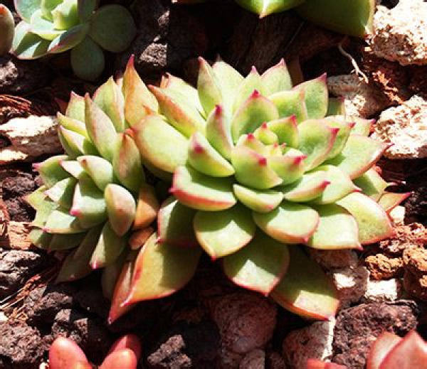 watering time for female chicks
