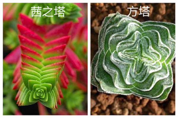 Qian Zhi Ta