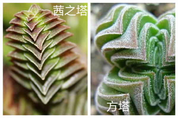 Qian Zhi Ta