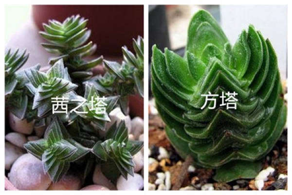 Qian Zhi Ta