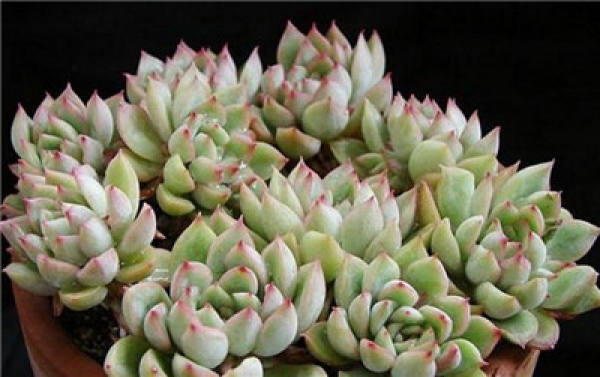 The leaves of the female chicks are relatively slender.