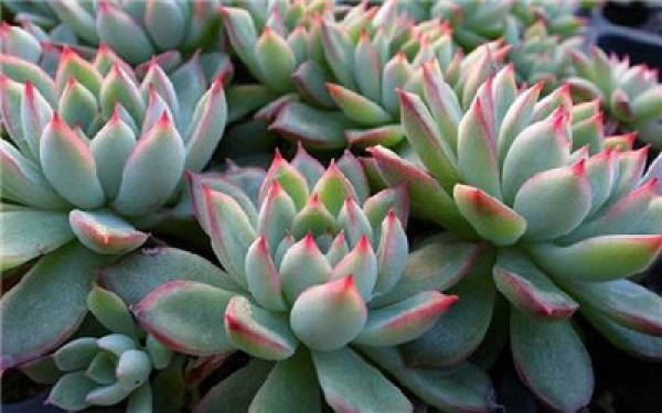 The leaves of the female chicks are relatively slender.