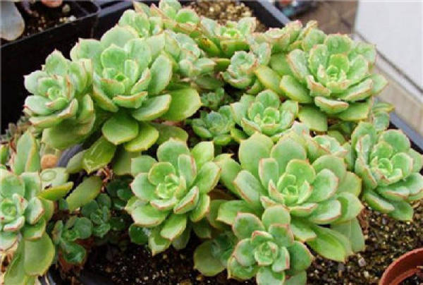 The leaves of the female chicks are relatively slender.
