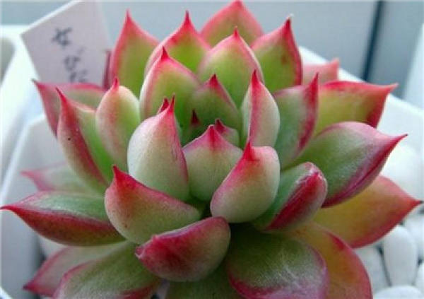 the young female leaves are relatively slender