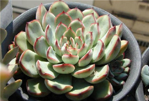 the young female leaves are relatively slender