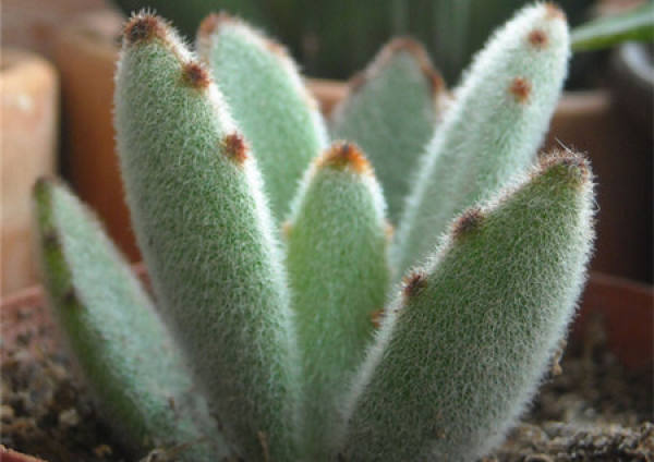 moon rabbit ears