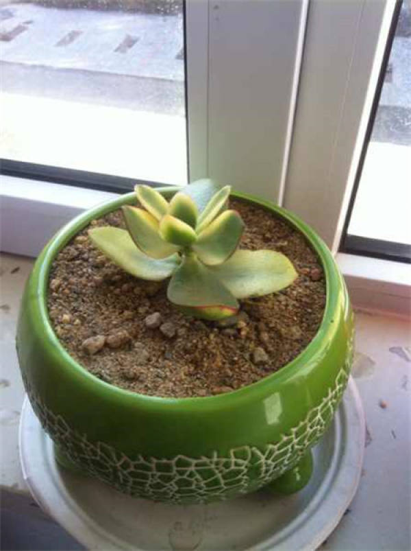Propagation method of Huayuejin