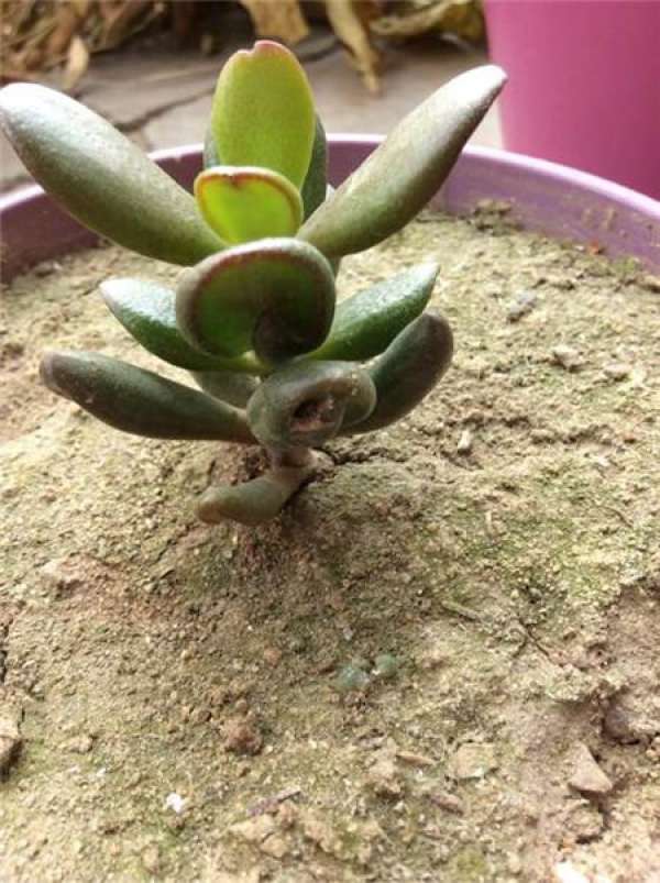 Propagation method of Huayuejin