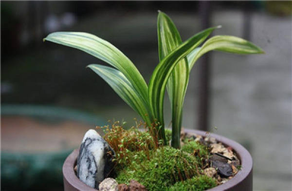 Orchids should be kept warm in winter.