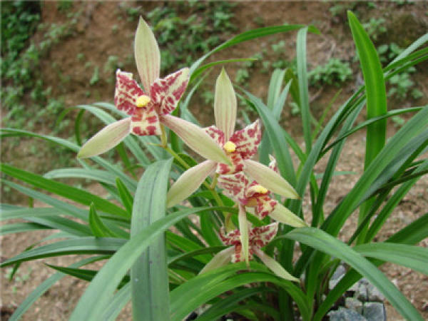 orchids should be kept warm in winter