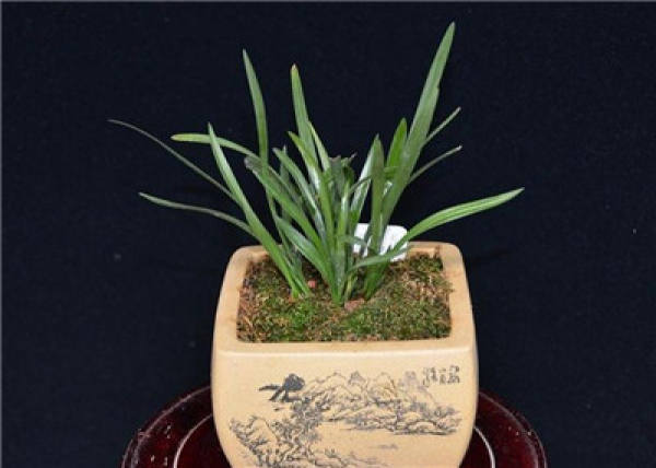 orchids should be kept warm in winter