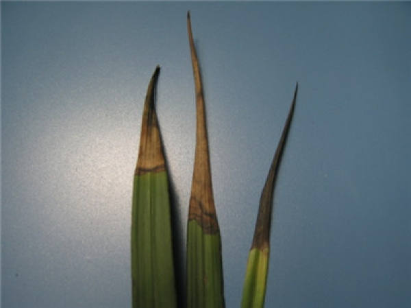 Over-ventilated blue leaf scorch tip