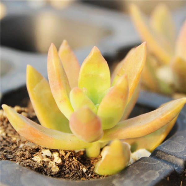 How to raise Ming Yue?