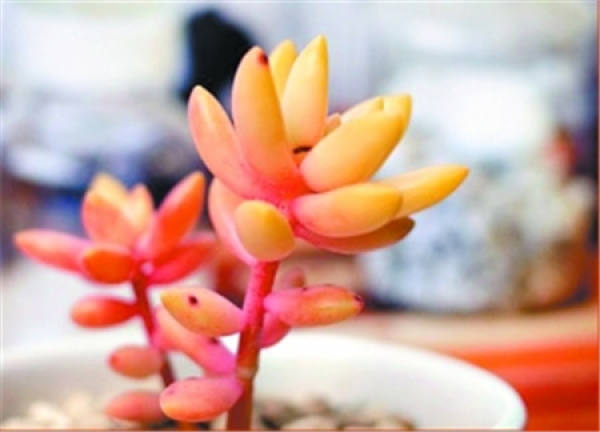 How to raise Ming Yue?