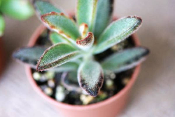 Appreciation of the Moon Rabbit's Ear