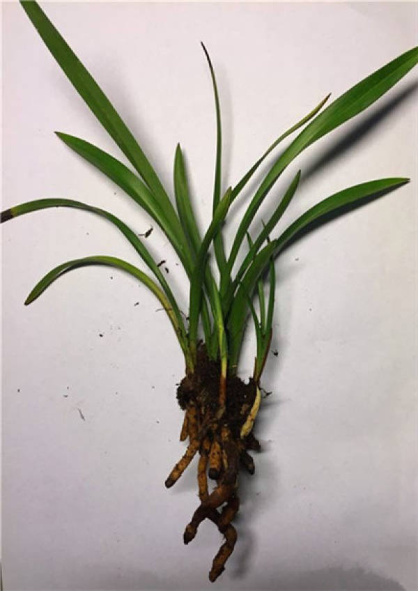 most of the orchids are short and strong.