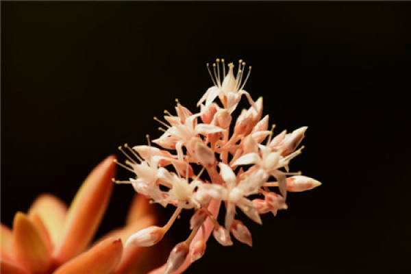 Will the moon blossom? Of course, it's beautiful.