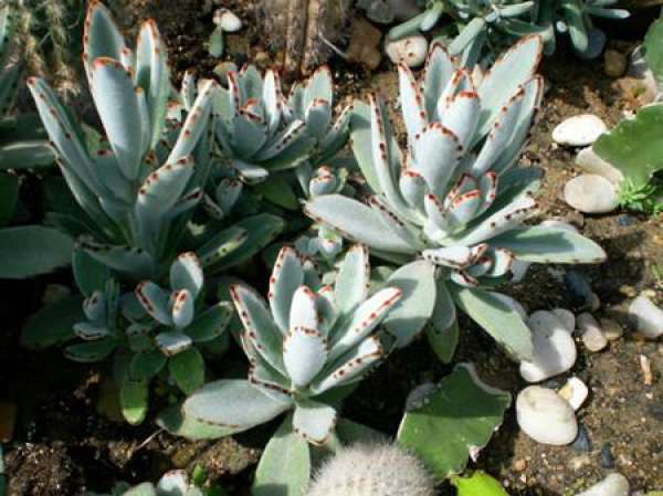 moon rabbit ears