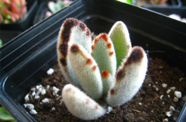 Moon Rabbit Ear