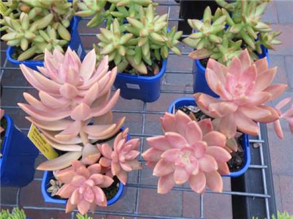 Mingyue Hybrid: Pink Mingyue