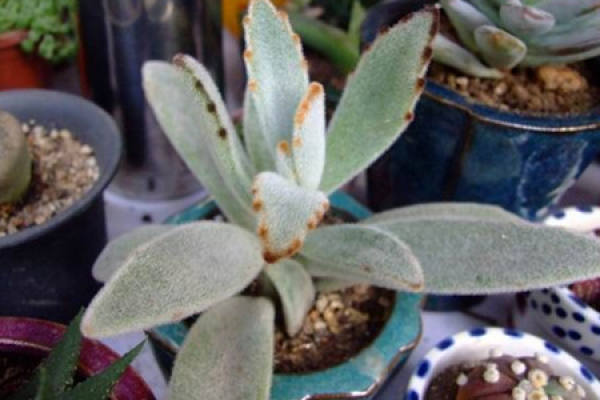 moon rabbit ears
