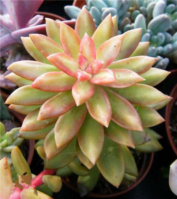 Mingyue Hybrid: Pink Mingyue