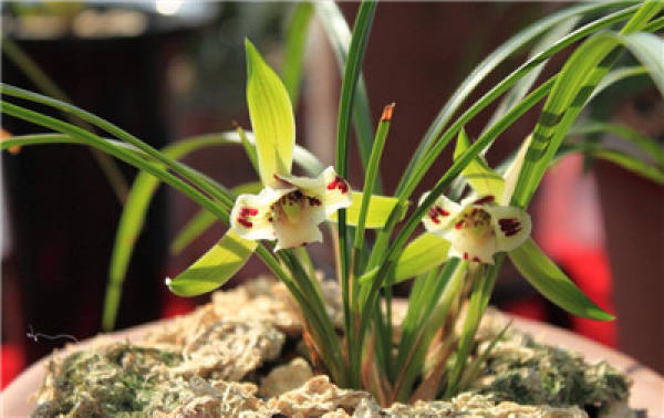 Ornamental Function of Orchid