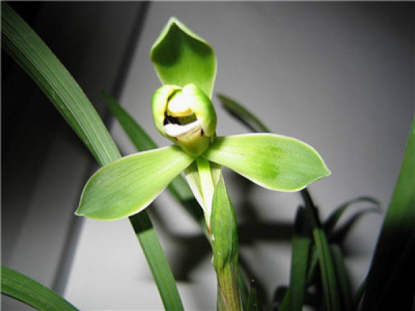 Ornamental Function of Orchid