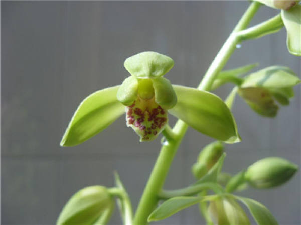 the ornamental function of orchids