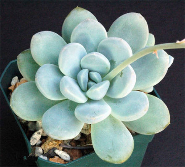 How to raise a star beauty?