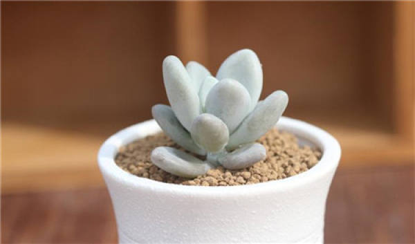how to raise star beauty