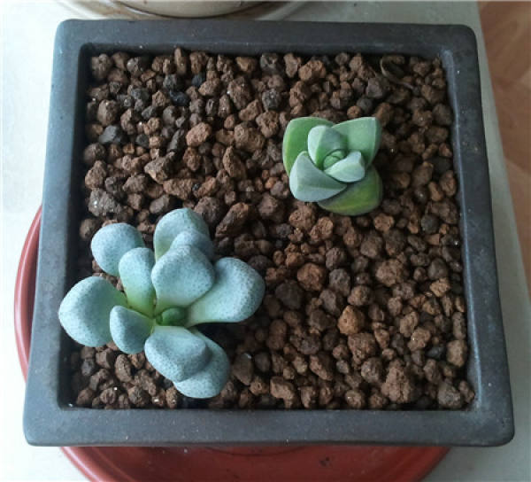 Tang fan family breed method