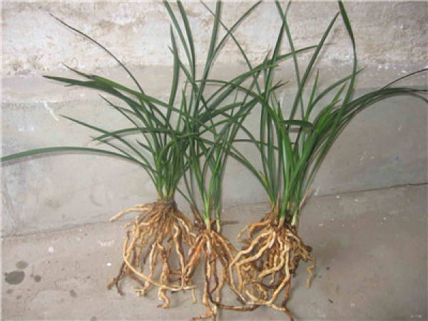 Orchid bonsai production: seedling selection