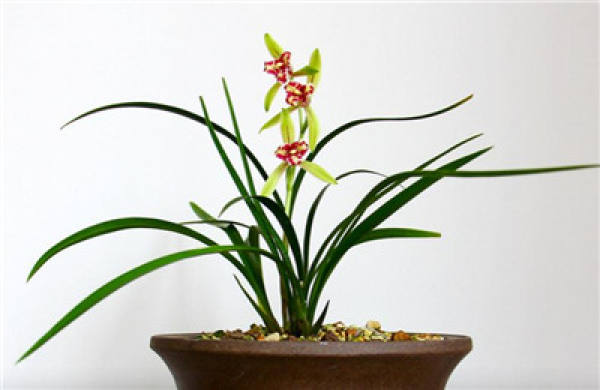 Orchid bonsai production: seedling selection