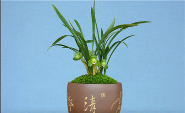 Orchid bonsai production: seedling selection