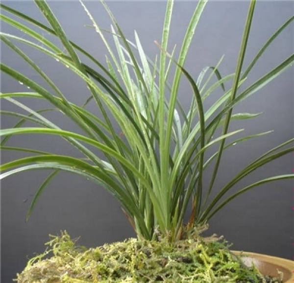 Orchid bonsai production: seedling selection