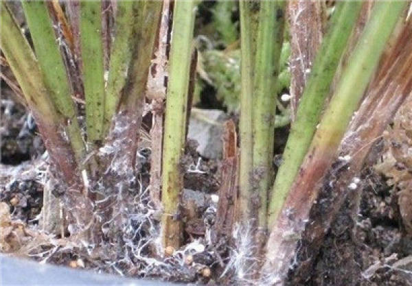 Sclerotium rolfsii of orchid